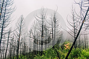 Black trees in a forest