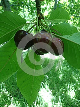 Beautiful Charry on branch in the garden . Partially Blurred background, summer season of Hunza