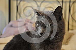 beautiful chartreux cat at home