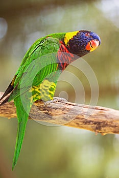 Beautiful Chattering Lory Lorius on a branch