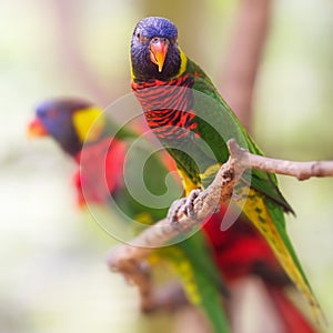 Beautiful Chattering Lory Lorius on a branch