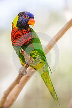 Beautiful Chattering Lory Lorius on a branch