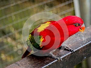 Beautiful Chattering red Lory