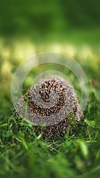 Beautiful cheerful photo with small hedgehog in fresh green grass against forest background