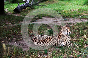 Beautiful Cheetah , Acinonyx jubatus lying down on green grass and looking at camera. vigilant gepard closeup