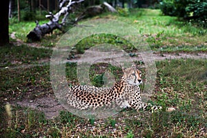 Beautiful Cheetah , Acinonyx jubatus lying down on green grass and looking at camera. vigilant gepard closeup