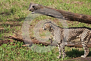 Beautiful cheetah fast dangerous wild stealth carnivorous hunter photo