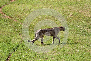 Beautiful cheetah fast dangerous wild stealth carnivorous hunter photo