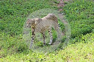 beautiful cheetah fast dangerous wild stealth carnivorous hunter photo