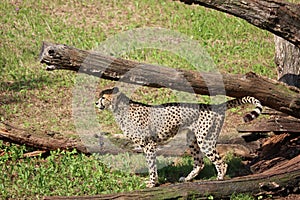 Beautiful cheetah fast dangerous wild stealth carnivorous hunter photo