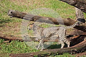 Beautiful cheetah fast dangerous wild stealth carnivorous hunter photo