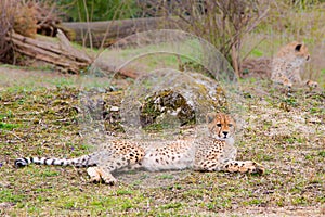 Beautiful Cheetah Gepard, Acinonyx jubatus