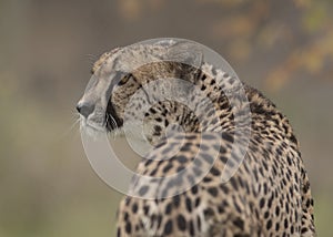 A beautiful cheetah looking side ways