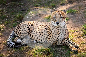 Beautiful cheetah lying down
