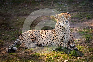 Beautiful cheetah lying down