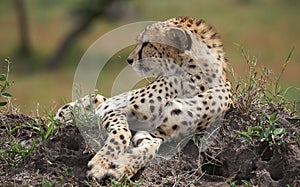 Beautiful cheetah male lying on ground among the green grass in African Savannah, Kenya
