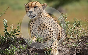 Beautiful cheetah male lying on ground among the green grass in African Savannah, Kenya