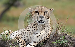 Beautiful cheetah male lying on ground among the green grass in African Savannah, Kenya