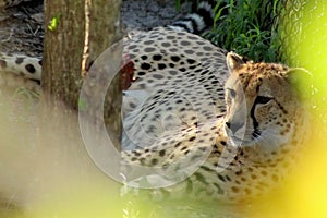 Beautiful Cheetah Pondering Life