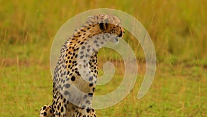 Beautiful Cheetah is Resting,  Wildlife, Wild Nature, Africa, Wild Animal, Savanna