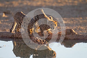 Beautiful cheetahs drinking water from a small pond with their reflection in the water