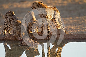 Beautiful cheetahs drinking water from a small pond with their reflection in the water