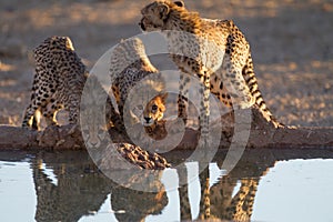 Beautiful cheetahs drinking water from a small pond with their reflection in the water