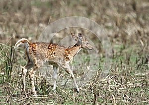Beautiful Cheetal deer calf