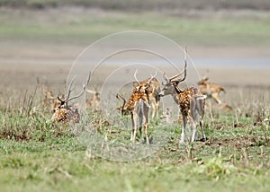 Beautiful Cheetal deers in the grassland of Jim Corbett