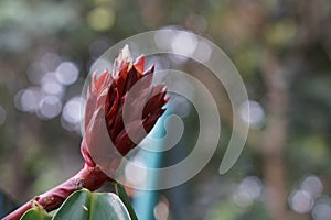 Beautiful Cheilocostus speciosus also known as Cane-reed, Malay Ginger, Spiral Ginger, Wild Ginger, Costus, Crepe-ginger