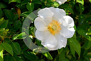 Cherokee Rose at garden area photo