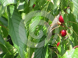 Beautiful cherries of intense red color and exquisite taste photo