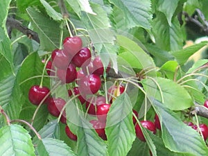 Beautiful cherries of intense red color and exquisite taste photo
