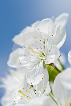 Beautiful cherry bloom in front of blue sky.