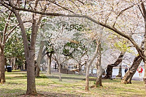 Beautiful cherry blossom around Tidal Basin area