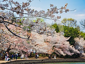 Beautiful cherry blossom around Tidal Basin area