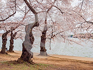 Beautiful cherry blossom around Tidal Basin area