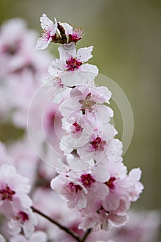 the beautiful cherry blossom branch