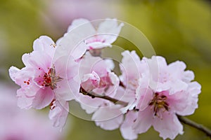 the beautiful cherry blossom branch