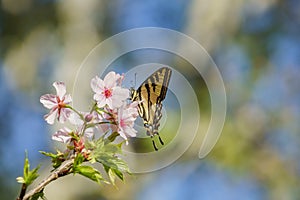 Beautiful cherry blossom with butterfly at Schabarum Regional Pa