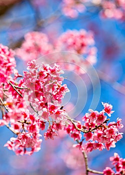 Beautiful cherry blossom, Chiang Mai, Thailand