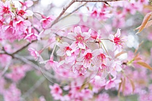 The beautiful cherry blossom, Chiang Mai, Thailand