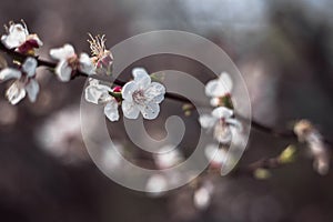 Beautiful cherry blossom close-up