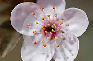 Beautiful cherry blossom detail