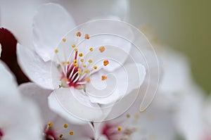 Beautiful cherry blossom detail