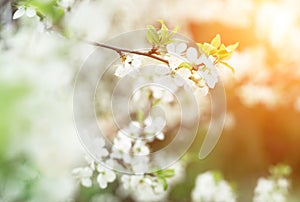 Beautiful cherry blossom in evening sunset light of summer garden. Sun beams toned in warm yellow and orange with bokeh