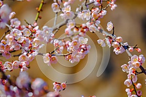 Beautiful cherry blossom flower in Jinhae city of South Korea.