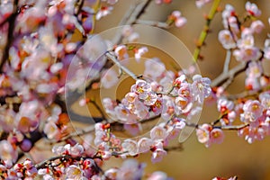 Beautiful cherry blossom flower in Jinhae city of South Korea.