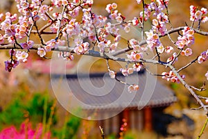 Beautiful cherry blossom flower in Jinhae city of South Korea.