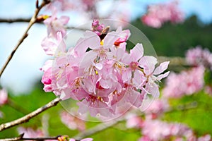 Beautiful cherry blossom flower, Sakura flower.